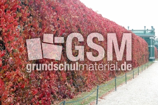 Schloss Schönbrunn_Schlossgarten_03.JPG